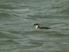 Razorbill at Southend Pier (Steve Arlow) (77860 bytes)